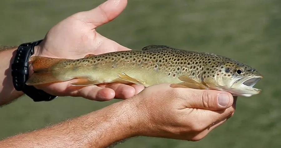 Capture d'écran 2026-02-05 194345_resultat