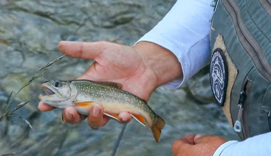 Capture d'écran 2026-02-05 195048_resultat