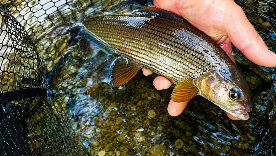 Guide de Pêche Savoie Haute Tarentaise - Chauvin Steven - Ombre Commun