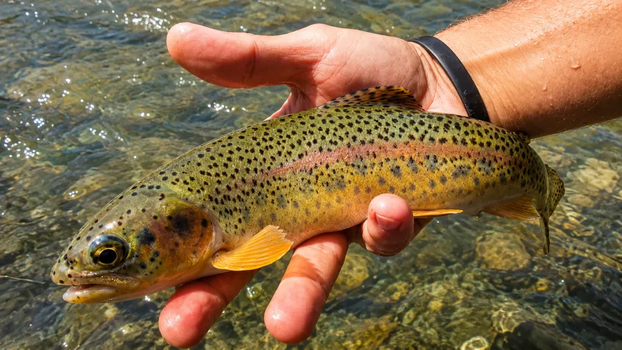 Guide de Pêche Savoie Haute Tarentaise - Chauvin Steven - Buillouse