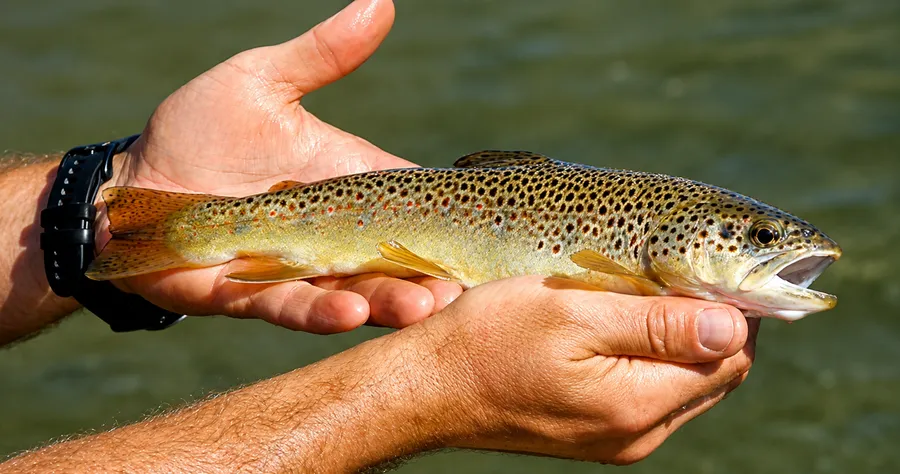 Guide de Pêche Savoie Haute Tarentaise - Chauvin Steven - Fario Guide de Pêche Savoie Haute Tarentaise - Chauvin Steven - Fario