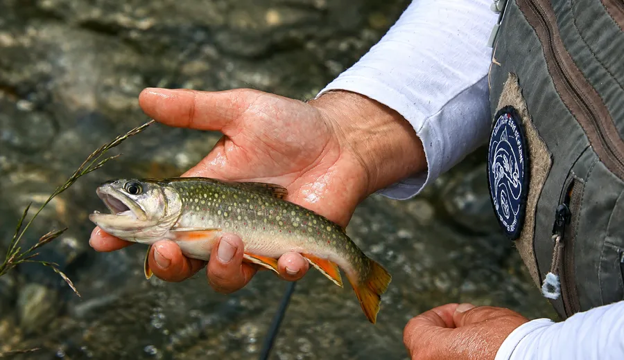 Guide de Pêche Savoie Haute Tarentaise - Chauvin Steven Guide de Pêche Savoie Haute Tarentaise - Chauvin Steven