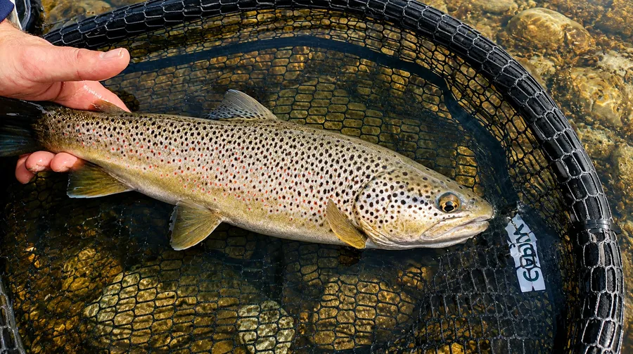 Guide de Pêche Savoie Haute Tarentaise - Chauvin Steven Guide de Pêche Savoie Haute Tarentaise - Chauvin Steven